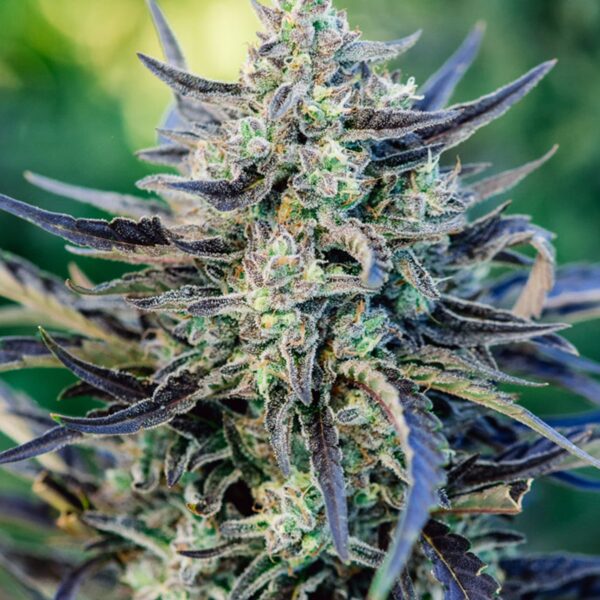 ATLAS SEED-FOG DOG-AUTO FEM- 3 PACK