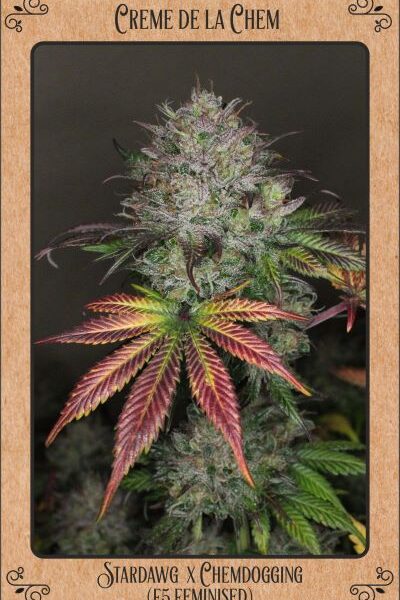 MEPHISTO GENETICS – CREME DE LA CHEM STRAIN – AUTO FEM