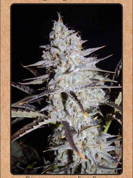 MEPHISTO GENETICS – SOUR STOMPER STRAIN – AUTO FEM – 3 PACK