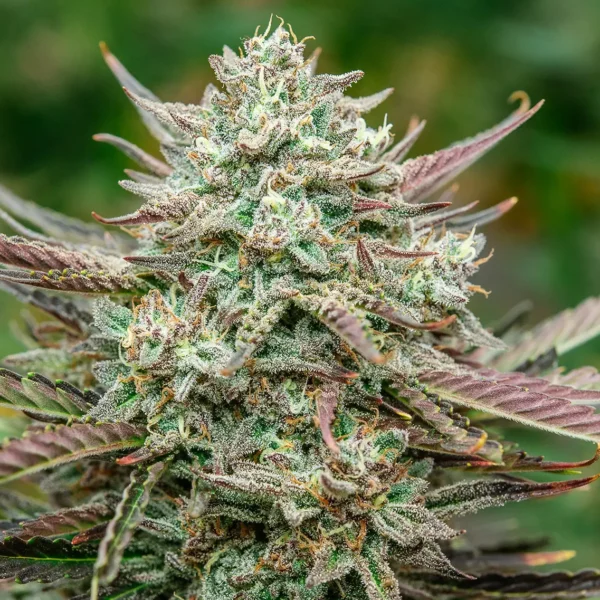 ATLAS SEED-FACE FAT-AUTO FEM- 3 PACK