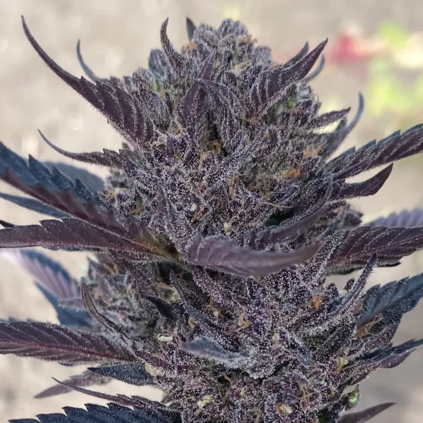 ATLAS SEED-GMO AUTO-AUTO FEM- 3 PACK