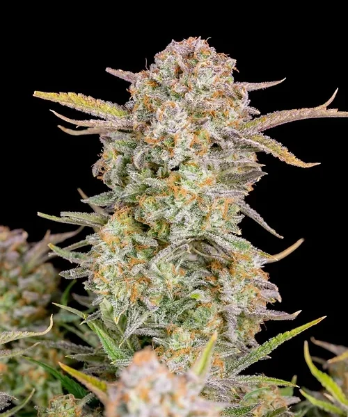 FAST BUDS – BRUCE BANNER – AUTO FEM – 3 PACK