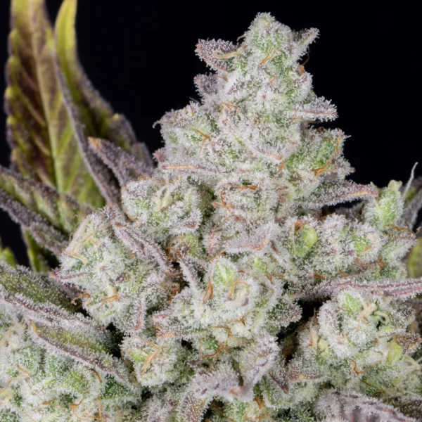 FAST BUDS – GORILLA COOKIES – AUTO FEM