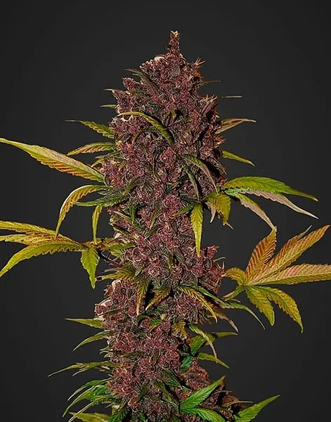 FAST BUDS – LSD-25 – AUTO FEM – 5 PACK