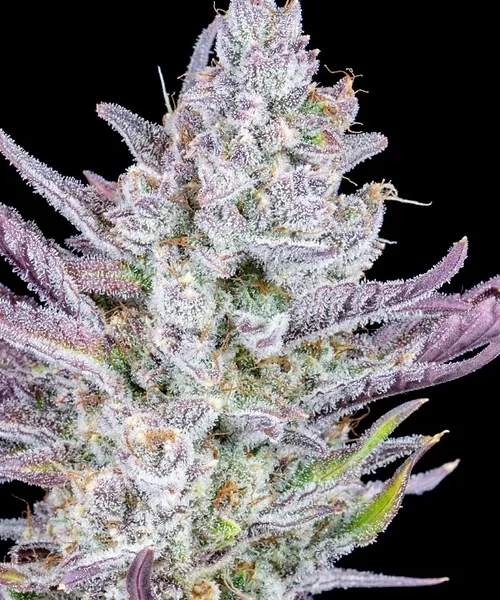 FAST BUDS – WEDDING GLUE – AUTO FEM – 3 PACK