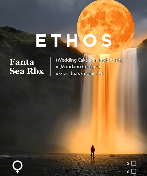 ETHOS GENETICS – FANTA SEA RBX – FEM PHOTO