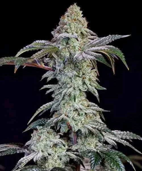 ETHOS GENETICS – GRANDPA’S COOKIES #6 S1 STRAIN – FEM PHOTO