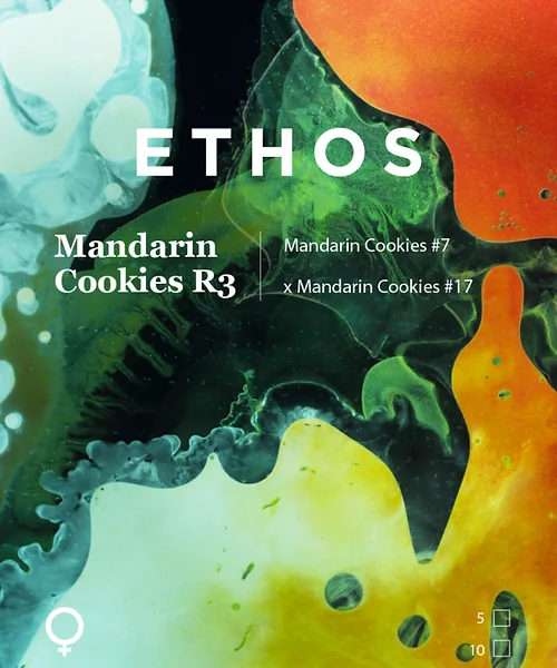 ETHOS GENETICS – MANDARIN COOKIES R3 STRAIN – FEM PHOTO – 10 PACK