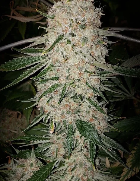 ETHOS GENETICS – PLUTO CUT STRAIN F3 – AUTO FEM – 3 PACK