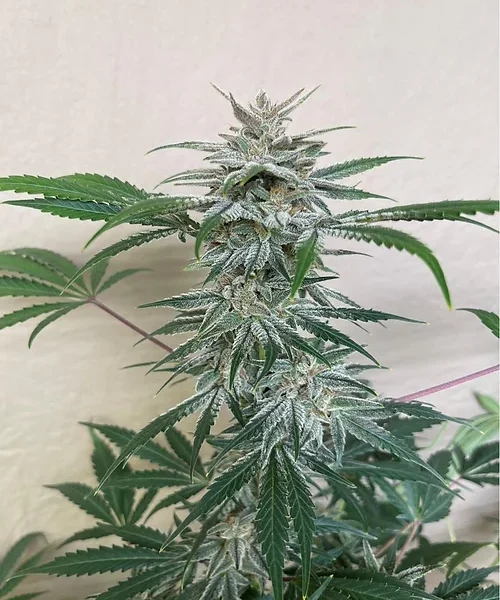 GNOME AUTOMATICS – PLUTO’S BRIDE STRAIN – AUTO FEM – 3 PACK