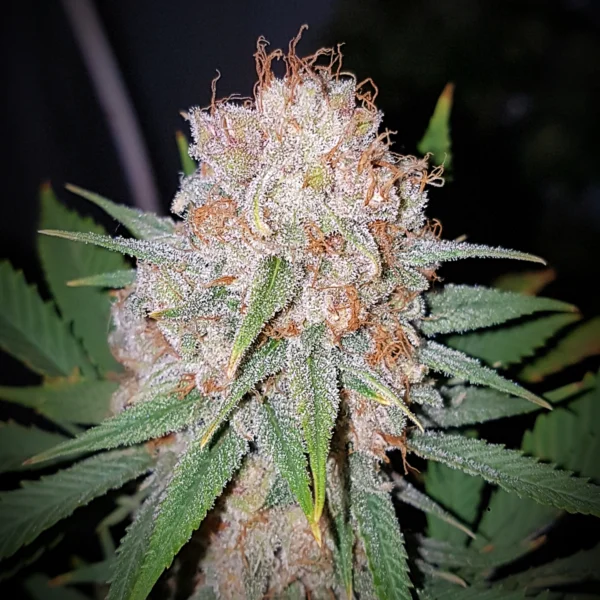 TASTEBUDZ – CRITICAL BANANA SMOOTHIE AUTO FEM – 3 PACK