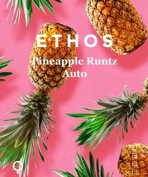 ETHOS GENETICS – PINEAPPLE RUNTZ – AUTO FEM