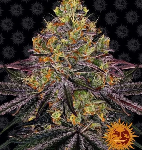 BARNEY’S FARM – WATERMELON ZKITTLEZ STRAIN – AUTO FEM – 3 PACK