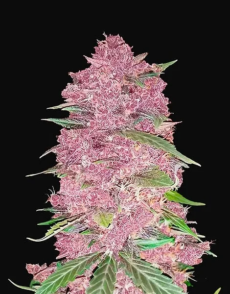 FAST BUDS – PURPLE LEMONADE STRAIN – AUTO FEM