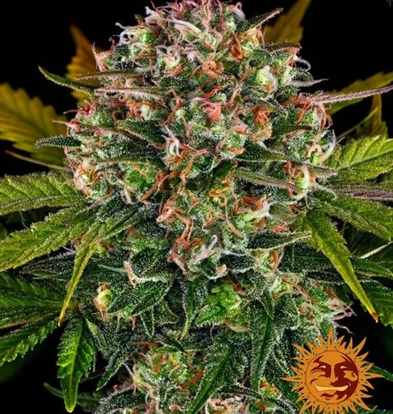 BARNEY’S FARM – STRAWBERRY CHEESECAKE STRAIN – AUTO FEM – 3 PACK