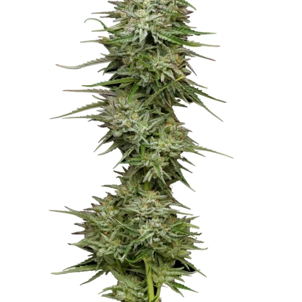 HUMBOLDT SEED CO – POUND TOWN – AUTO FEM – 10 PACK