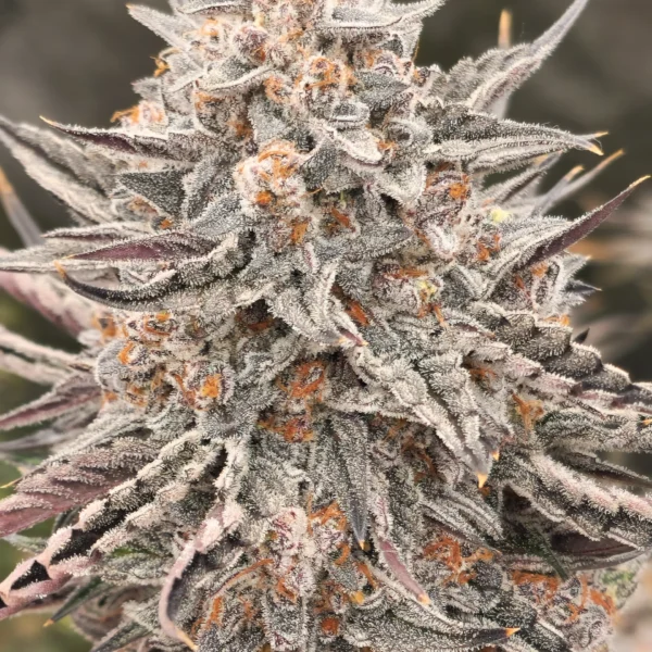 DARK OWL SEEDS – GAMMATHON F1 STRAIN – AUTO FEM – 3 PACK