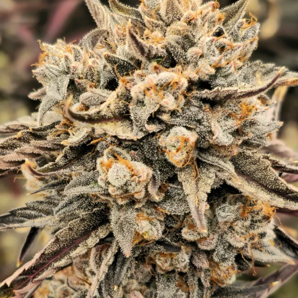 DARK OWL SEEDS – MARATHON OG F4 STRAIN – AUTO FEM – 3 PACK