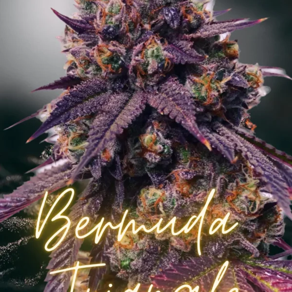 PRECURSOR GENETICS – BERMUDA TRIANGLE STRAIN – PHOTO FEM