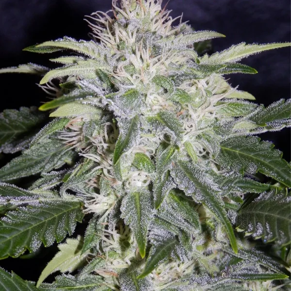 MEPHISTO GENETICS – 24 CARAT STRAIN – AUTO FEM – 3 PACK