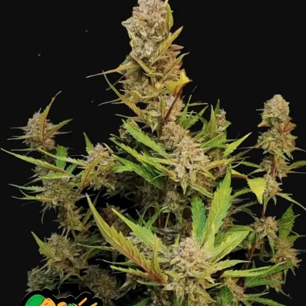 FAST BUDS – APRICOT STRAIN – AUTO FEM