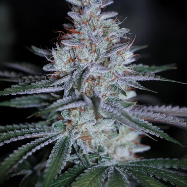 SIN CITY SEEDS – CHOKING HAZARD STRAIN – PHOTO REG – 15 PACK