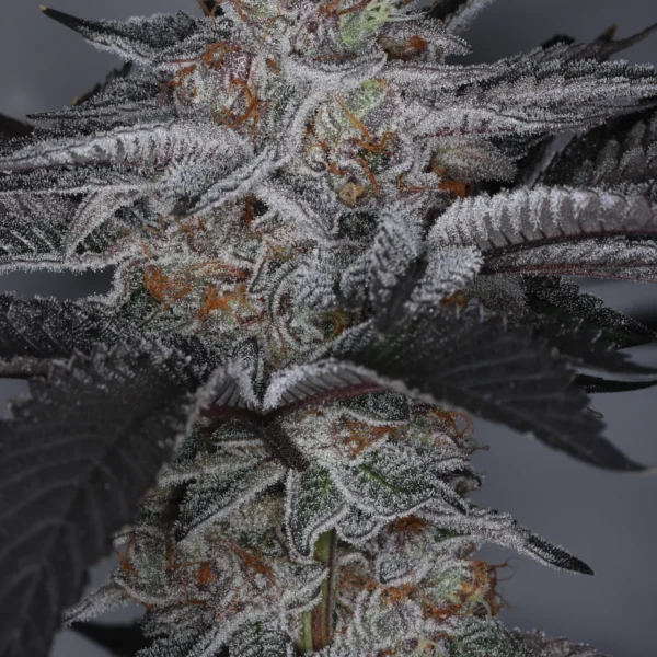 SIN CITY SEEDS – ICE CAPS STRAIN – PHOTO REG – 15 PACK