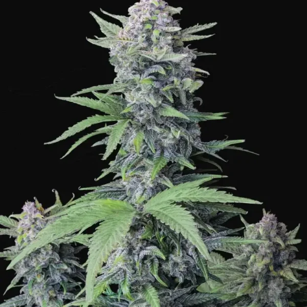 FAST BUDS – TROPICANA COOKIES STRAIN – AUTO FEM