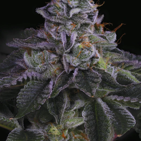SIN CITY SEEDS – NUCLEAR POWER STRAIN – PHOTO REG – 15 PACK