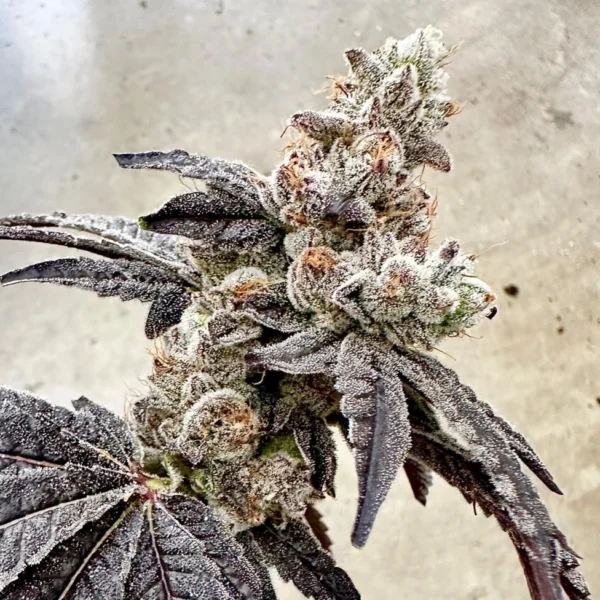 EXOTIC GENETIX – BEN & GARY’S STRAIN – FEM PHOTO – 6 PACK