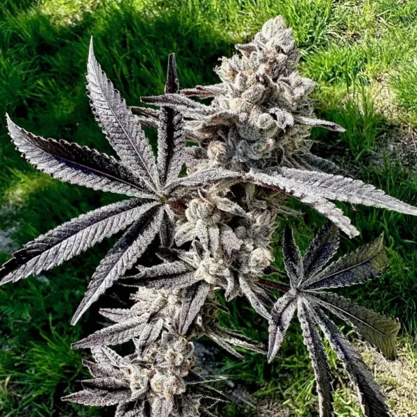 EXOTIC GENETIX – DRIPPIN AINT EAZY STRAIN – FEM PHOTO – 6 PACK