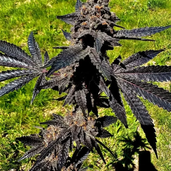 EXOTIC GENETIX – EVENT HORIZON STRAIN – FEM PHOTO – 6 PACK