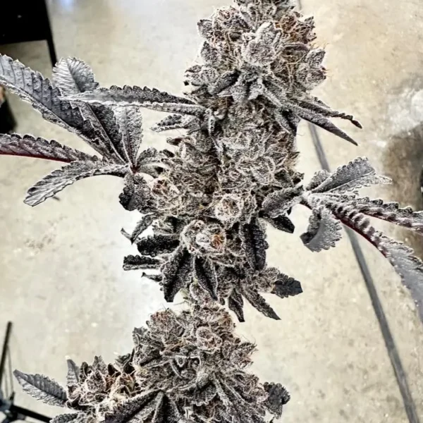 EXOTIC GENETIX – MONEY BALL STRAIN – FEM PHOTO – 6 PACK