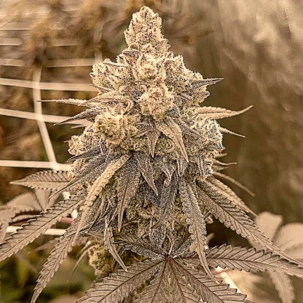 SQUARE ONE GENETICS – NANA GLUE – PHOTO FEM – 10 PACK