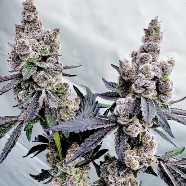 SIGMA SERIES VOL 2 – DRIZZLE BEACH STRAIN – FEM PHOTO – 6 PACK