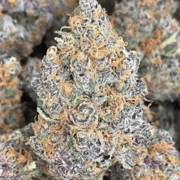 IN HOUSE GENETICS – FORBIDDEN JELLY STRAIN – FEM PHOTO – 6 PACK