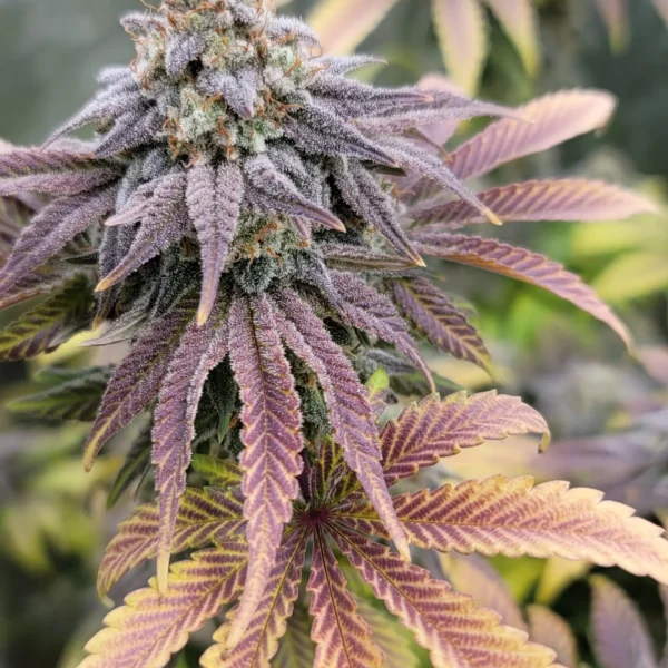 IN HOUSE GENETICS – PLATINUM GORILLA STRAIN – FEM PHOTO – 6 PACK