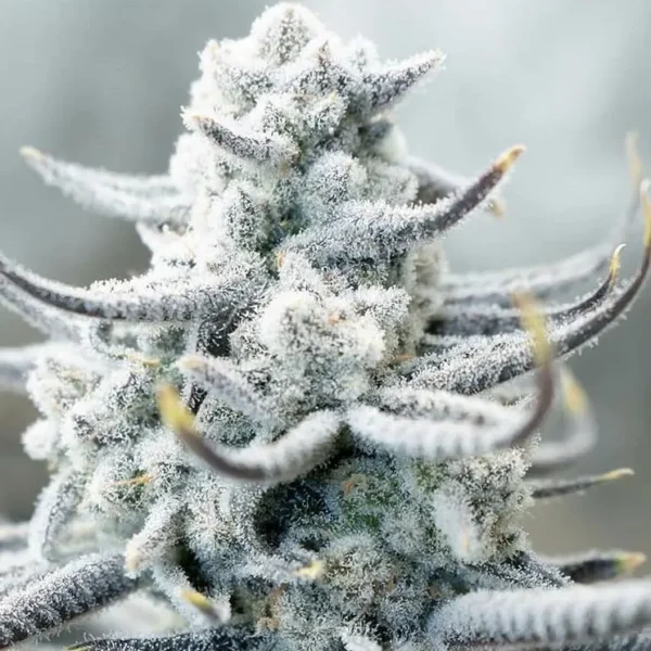 IN HOUSE GENETICS – SUGAR CANE STRAIN – FEM PHOTO – 6 PACK