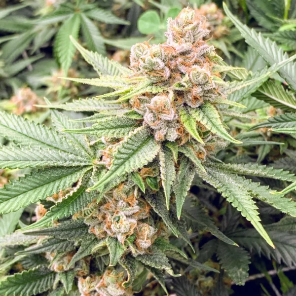 IN HOUSE GENETICS – DOLATO S1 STRAIN – FEM PHOTO – 6 PACK