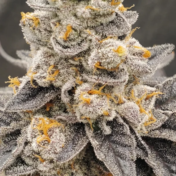 IN HOUSE GENETICS – JELLY BREATH S1 STRAIN – FEM PHOTO – 6 PACK