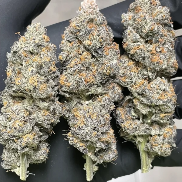IN HOUSE GENETICS – SLURRICANE #7 S1 STRAIN – FEM PHOTO – 6 PACK