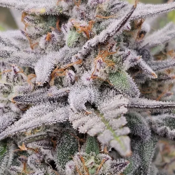 NIGHT OWL – MONDO SMASH – AUTO FEM – 3 PACK