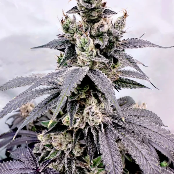 EXOTIC GENETIX – DUMB GAS STRAIN – FEM PHOTO – 6 PACK