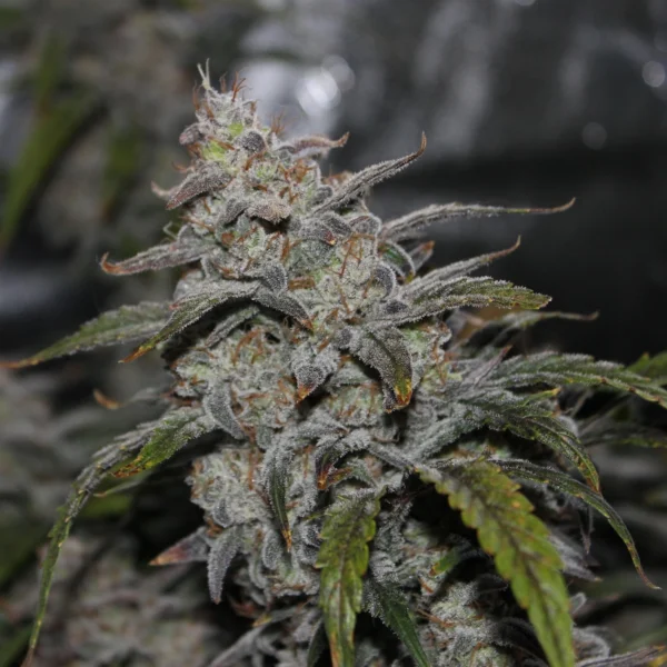 MEPHISTO GENETICS – GRAPE WALKER KUSH STRAIN- AUTO FEM – 3 PACK