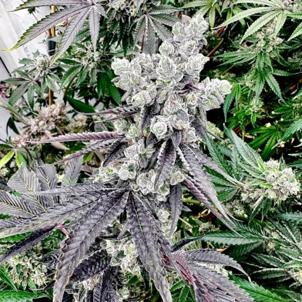 EXOTIC GENETIX – GRAPE GARY STRAIN – FEM PHOTO – 6 PACK