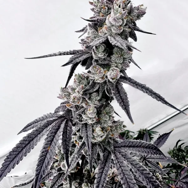 EXOTIC GENETIX – GRAPECHATA STRAIN – FEM PHOTO – 6 PACK
