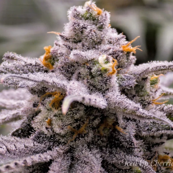 SQUARE ONE GENETICS – ICED UP CHERRIES- PHOTO FEM – 5 PACK