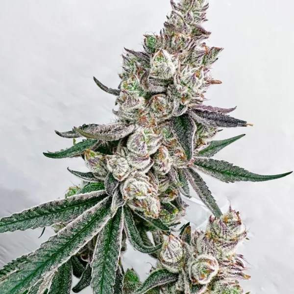 EXOTIC GENETIX – KACKLESNATCH STRAIN – FEM PHOTO – 6 PACK