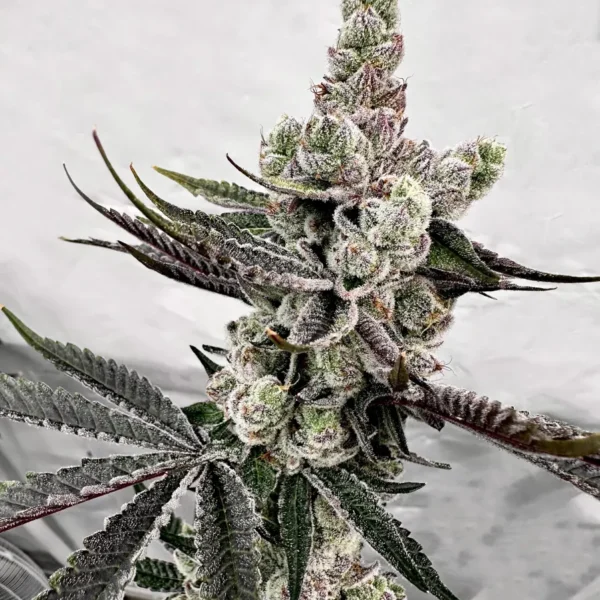 EXOTIC GENETIX – PETROL POTION STRAIN – FEM PHOTO – 6 PACK