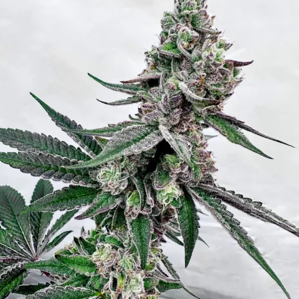 EXOTIC GENETIX – TWISTED TERPZ STRAIN – FEM PHOTO – 6 PACK